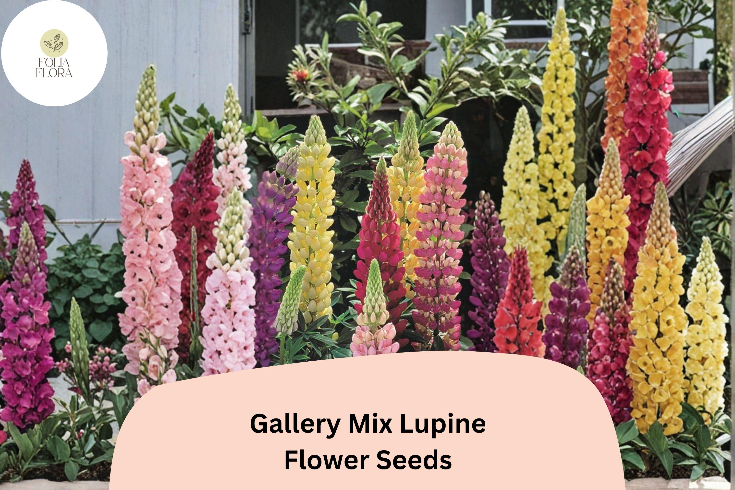 25+ Gallery Mix Lupine Seeds | Lupinus polyphyllus | Mixed Colors | Compact Perennial Lupine for Cottage
