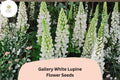 25+ Gallery White Lupine Seeds for Garden Planting | Lupinus polyphyllus | Perennial Cottage Garden Blooms