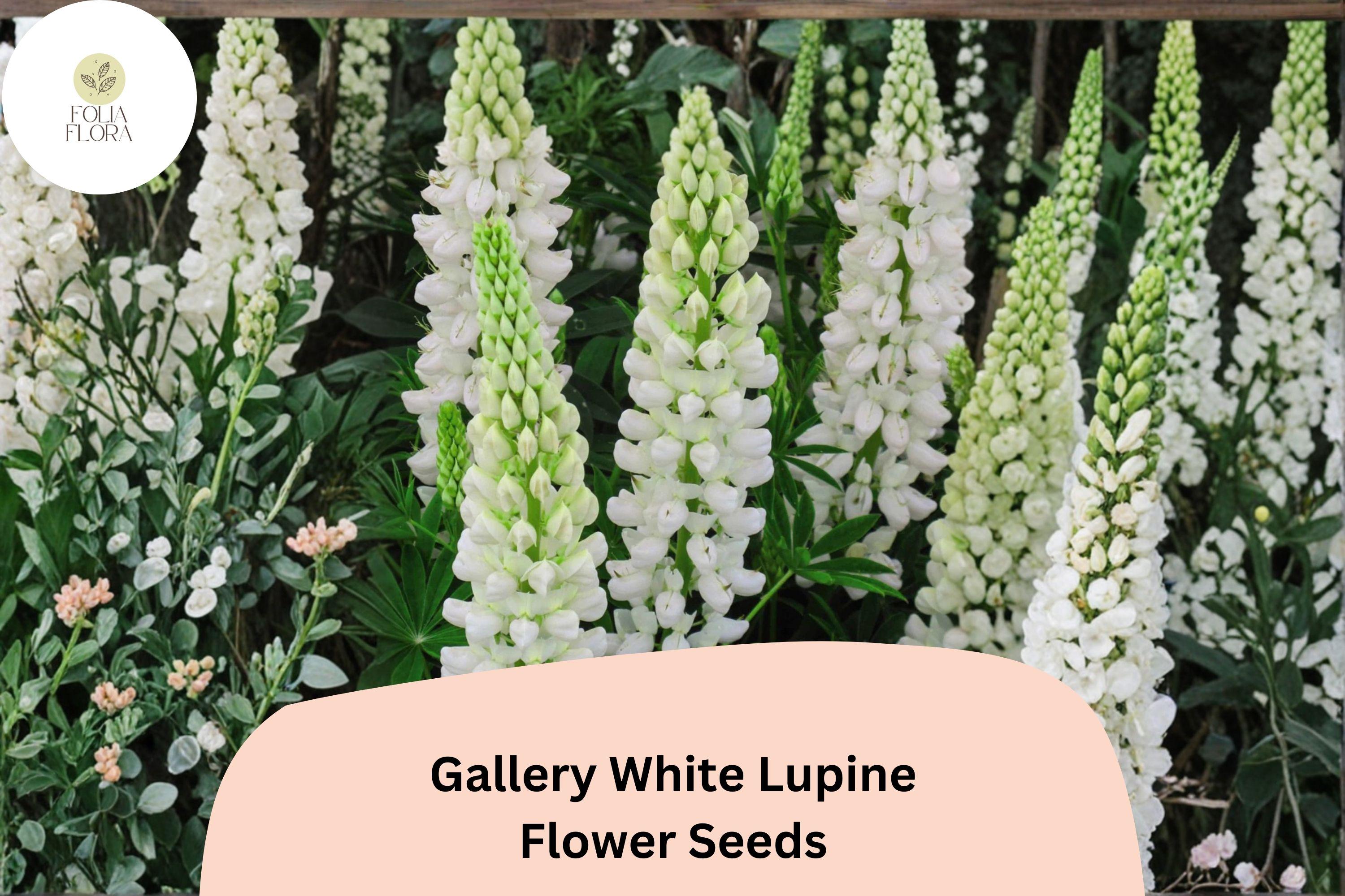 25+ Gallery White Lupine Seeds for Garden Planting | Lupinus polyphyllus | Perennial Cottage Garden Blooms