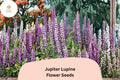 25+ Jupiter Lupine Seeds | Purple Lupinus | Tall Lupine for Garden Planting