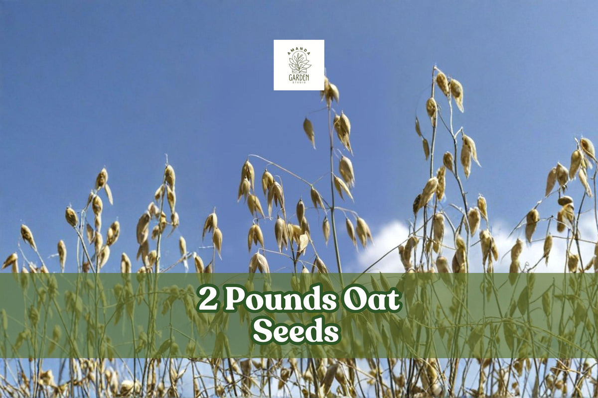 2 Pounds Oat Seeds | Non-GMO Avena sativa | Bulk Untreated Grain for Cover Crop & Feed