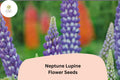 25+ Neptune Lupine Seeds | Purple Lupinus Variety | Vibrant Spring Bloom Spikes for Garden Planting