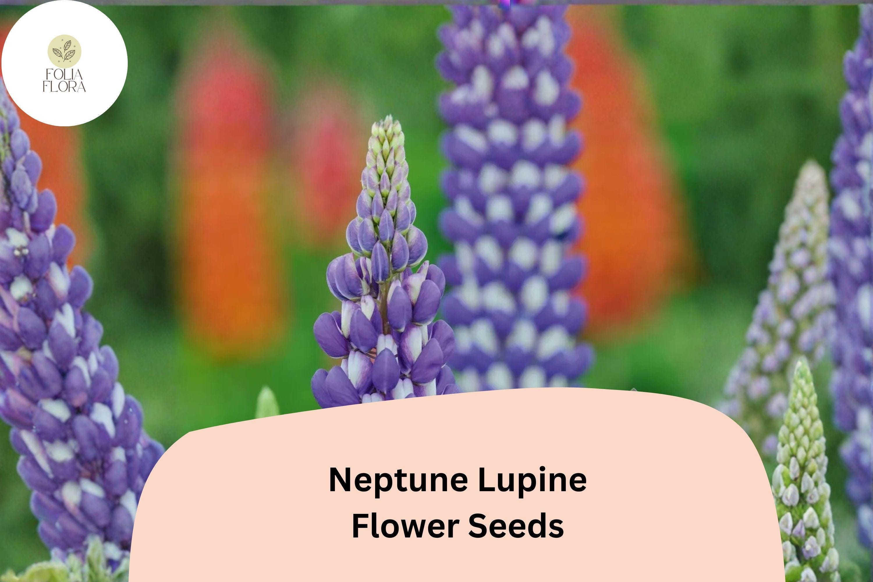 25+ Neptune Lupine Seeds | Purple Lupinus Variety | Vibrant Spring Bloom Spikes for Garden Planting