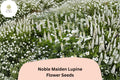 25+ Noble Maiden Lupine Seeds | White Lupinus | Elegant Spring Bloom Spikes for Garden Planting