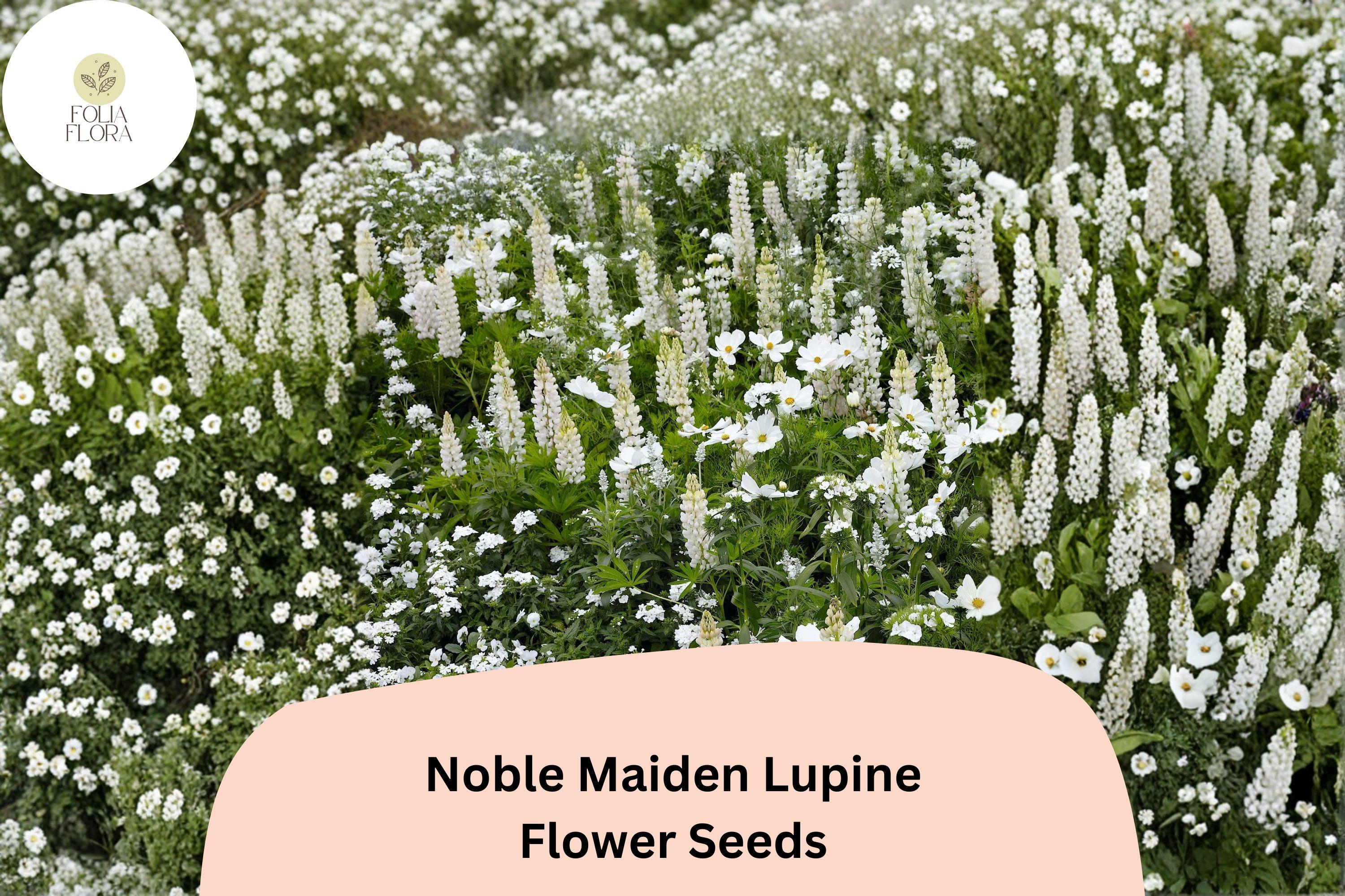 25+ Noble Maiden Lupine Seeds | White Lupinus | Elegant Spring Bloom Spikes for Garden Planting