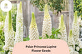 25+ Polar Princess Lupine Seeds | White Lupinus | Elegant Spring Bloom Spikes for Garden Planting