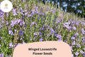 3000 Winged Loosestrife Seeds for Planting | Lythrum alatum | Native Wildflower with Purple Blooms
