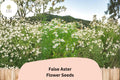 500 False Aster Seeds | Boltonia asteroides | Native White Wildflower