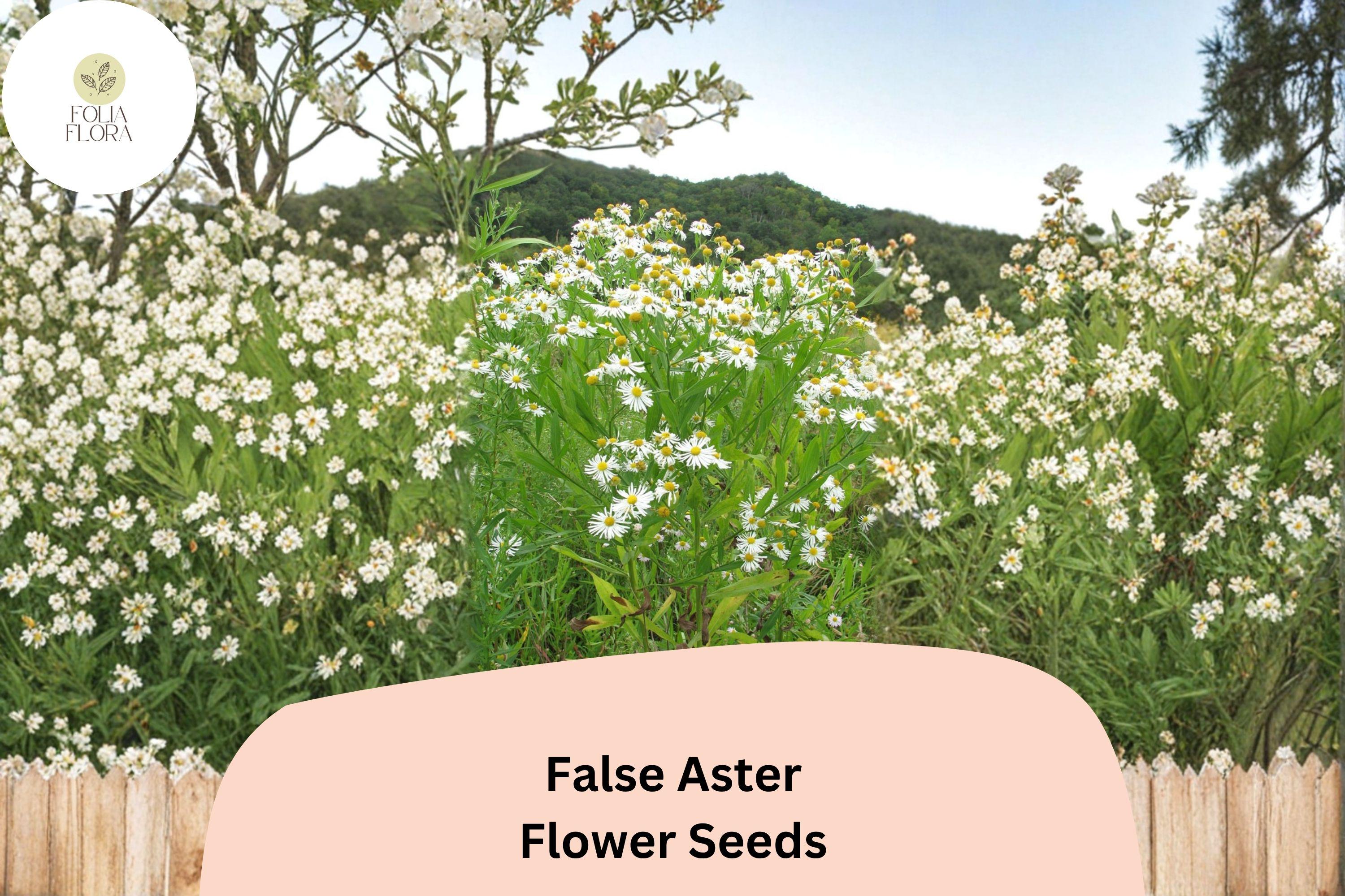 500 False Aster Seeds | Boltonia asteroides | Native White Wildflower