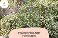 500 Decurrent False Aster Seeds | Boltonia decurrens | Native Wetland Wildflower | White Bloom for Pollinator