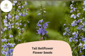 500 Tall Bellflower Seeds | Campanulastrum americanum | Native Blue Wildflower | Pollinator Plant for Shade