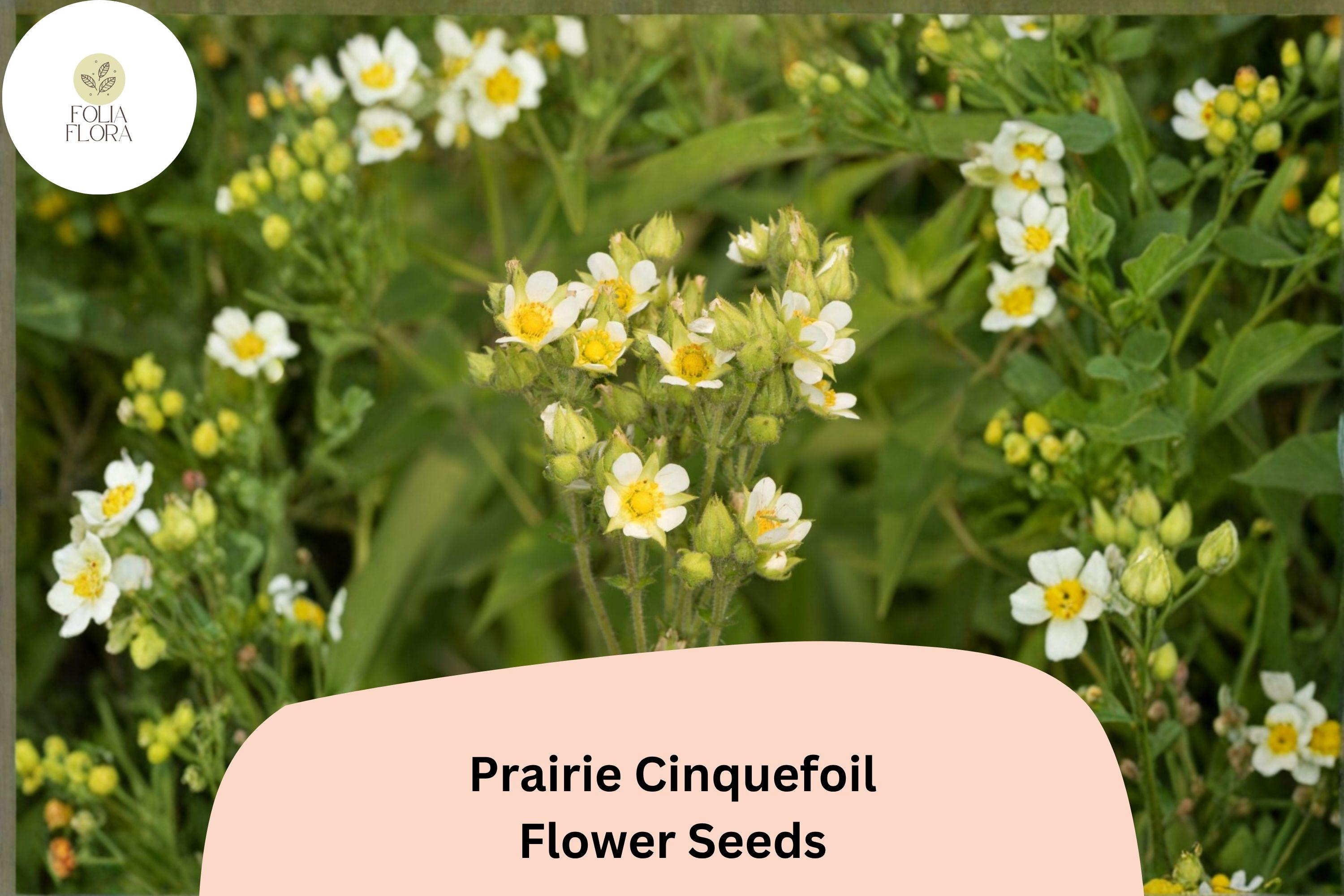 500 Prairie Cinquefoil Seeds | Drymocallis arguta | Native White Wildflower | Pollinator-Friendly Plant for Meadow