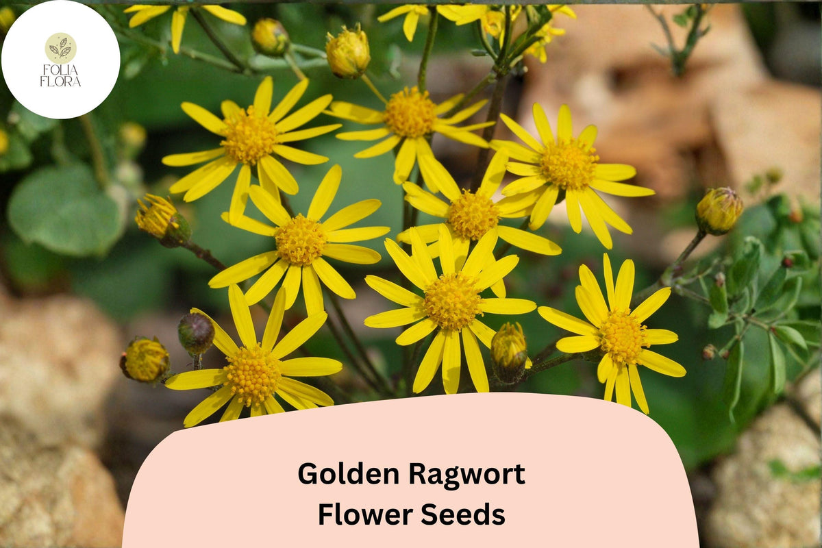 100 Golden Ragwort Seeds | Packera aurea | Native Yellow Wildflower | Shade-Loving Perennial for Pollinator
