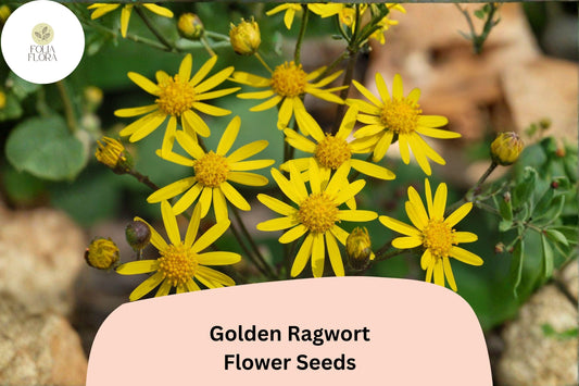 100 Golden Ragwort Seeds | Packera aurea | Native Yellow Wildflower | Shade-Loving Perennial for Pollinator