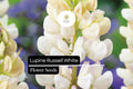 25+ Russell White Lupine Seeds | Lupinus polyphyllus | White Spiked Blooms for Garden Planting