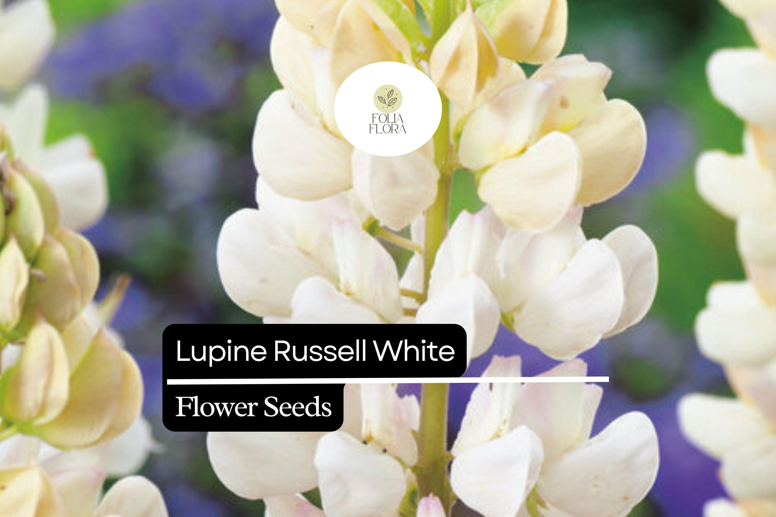 25+ Russell White Lupine Seeds | Lupinus polyphyllus | White Spiked Blooms for Garden Planting