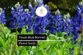 25+ Texas Bluebonnet Lupine Seeds | Lupinus texensis | Iconic Blue Wildflower Seeds for Garden Planting