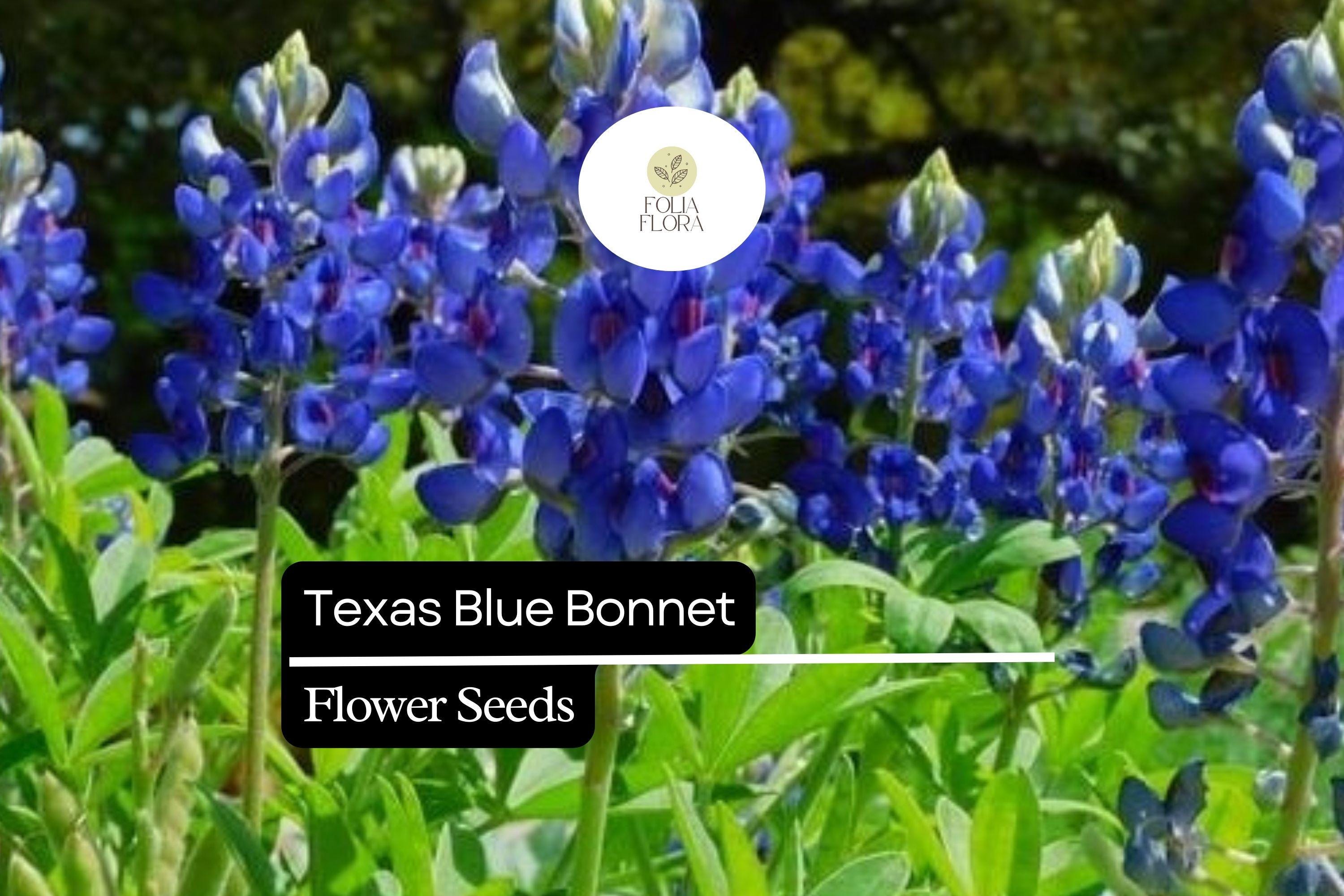 25+ Texas Bluebonnet Lupine Seeds | Lupinus texensis | Iconic Blue Wildflower Seeds for Garden Planting