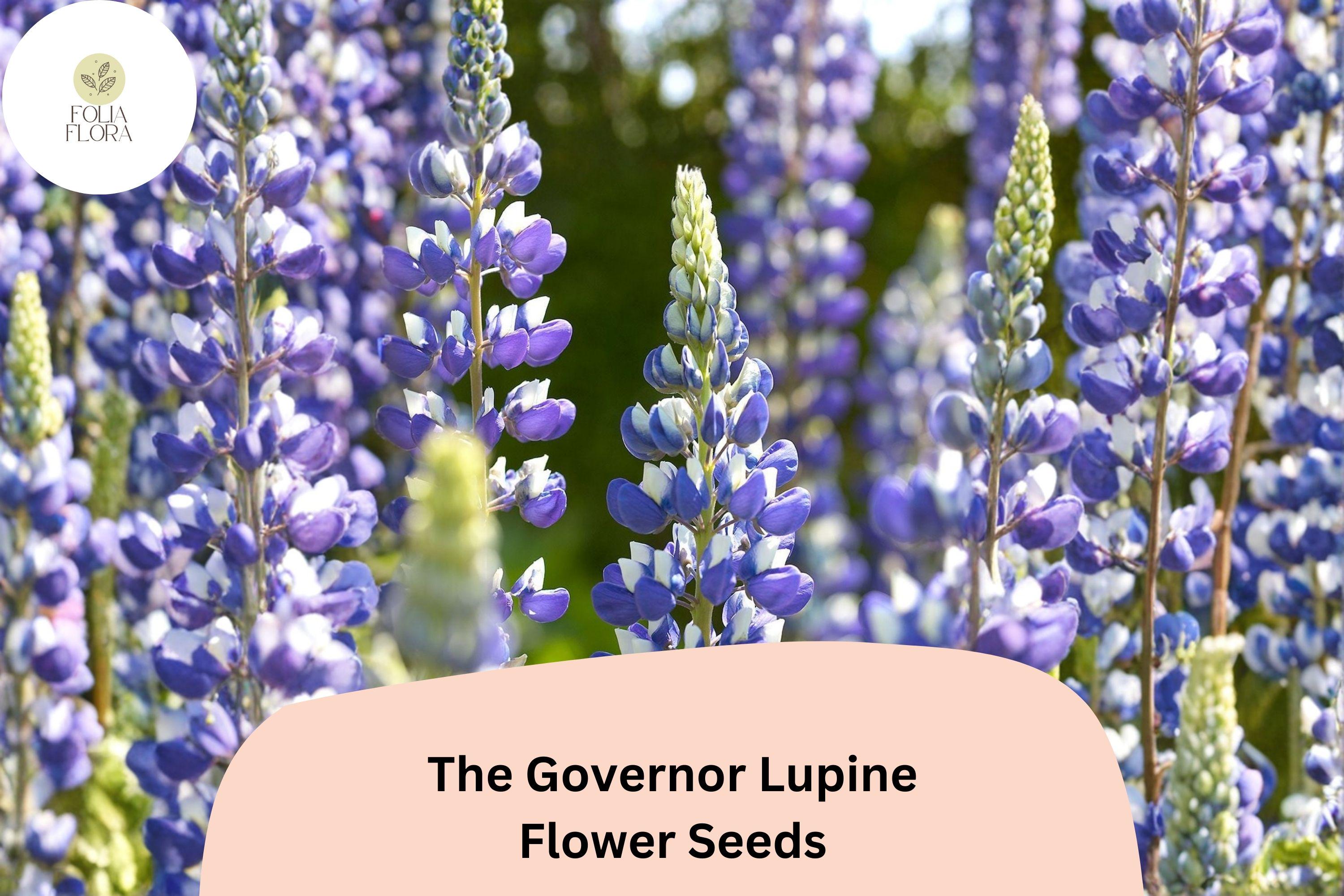 25+ The Governor Lupine Seeds | Lupinus | Deep Blue-White Spiked Blooms for Garden Planting