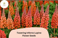 25+ Towering Inferno Lupine Seeds | Lupinus | Fiery Red-Orange Tall Flower Spikes for Garden Planting