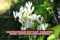 Shooting Star Bare-Root Plant - Dodecatheon meadia - Native Wildflower for Gardens and Pollinator Attracting Landscaping