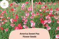 50+ America Sweet Pea Seeds for Garden Planting | Lathyrus odoratus | Red & White Bicolor Flowers