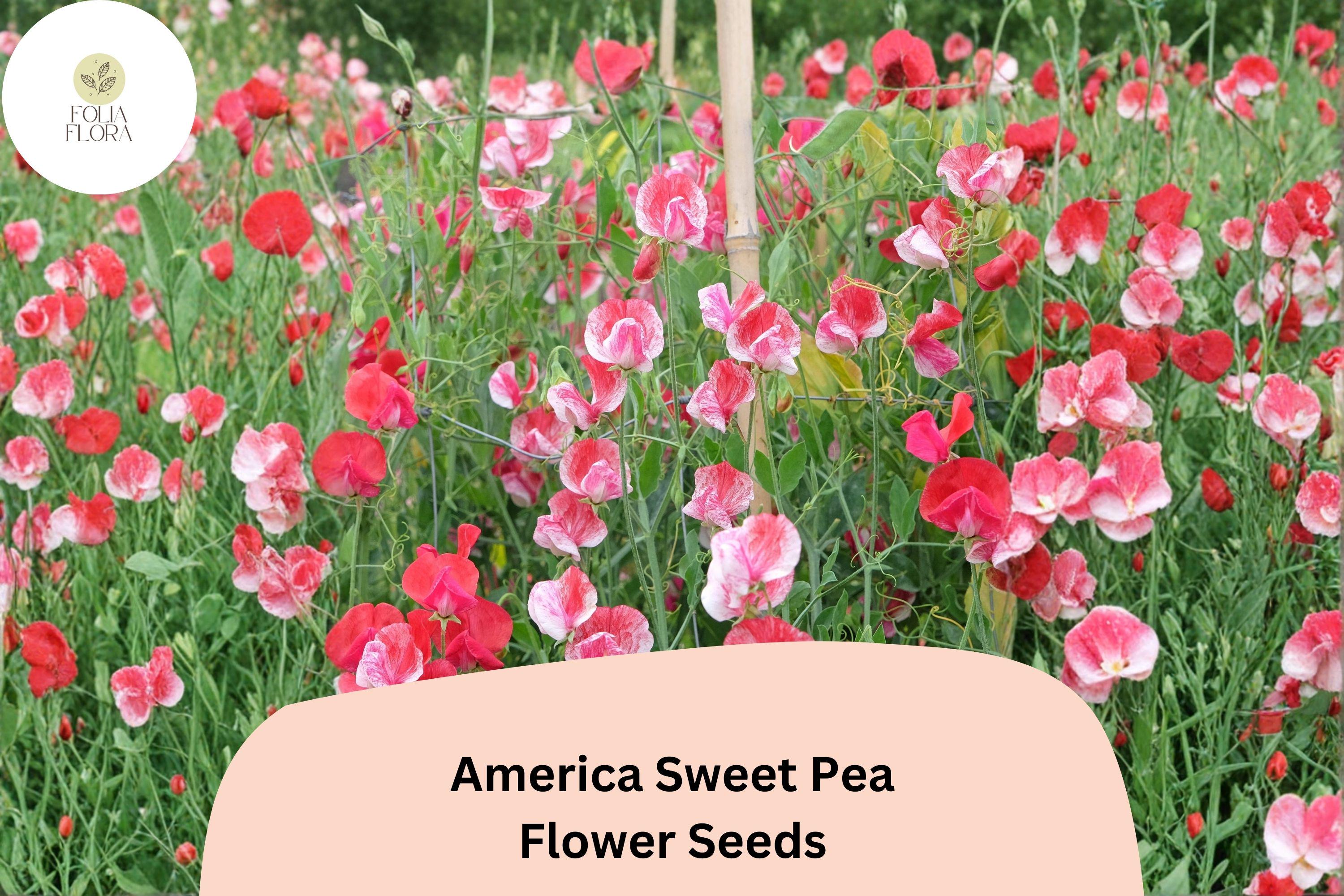 50+ America Sweet Pea Seeds for Garden Planting | Lathyrus odoratus | Red & White Bicolor Flowers