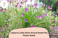 Little Gems Sweet Pea Seeds | Dwarf Lathyrus Odoratus for Container Gardens