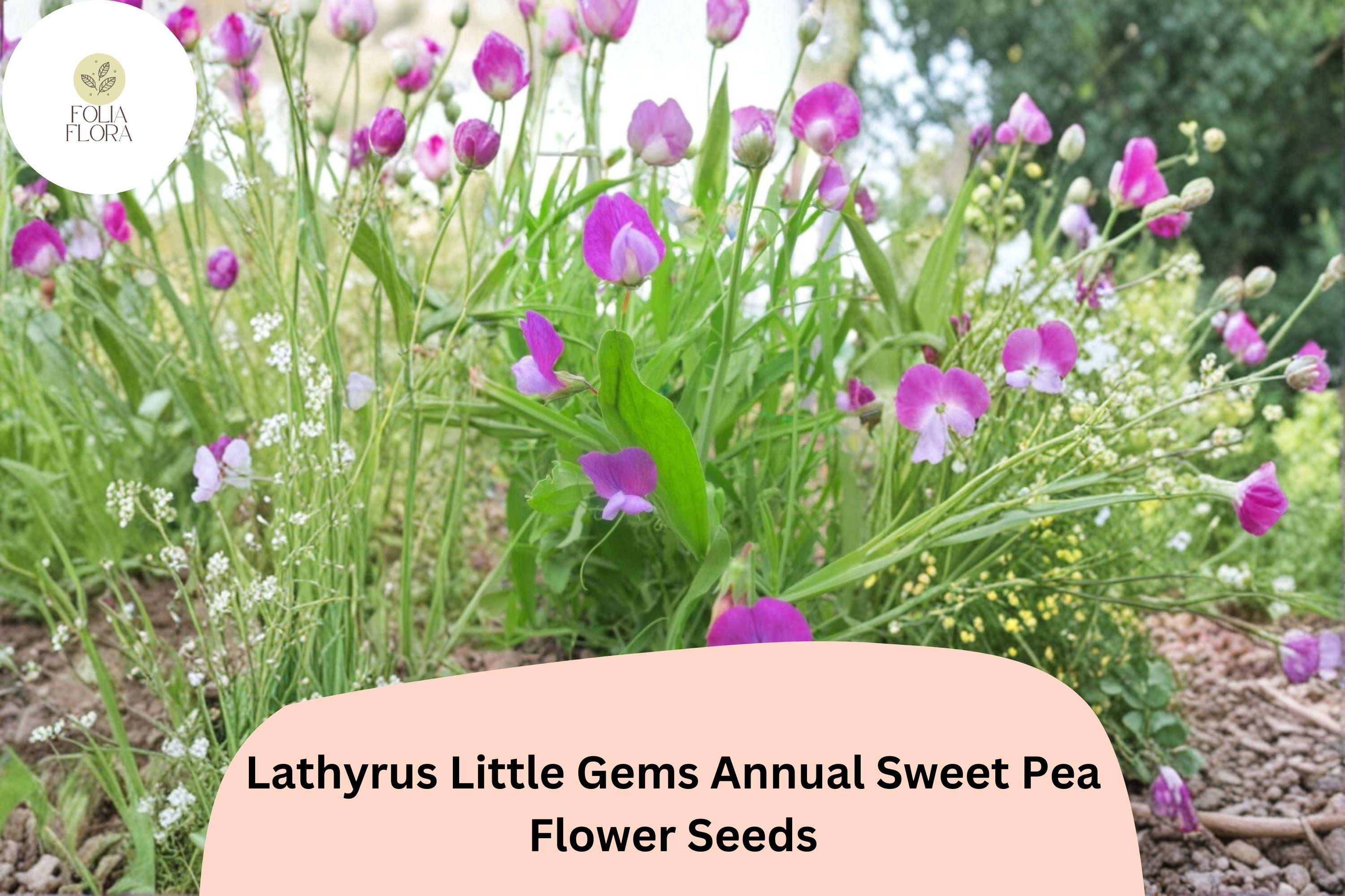Little Gems Sweet Pea Seeds | Dwarf Lathyrus Odoratus for Container Gardens
