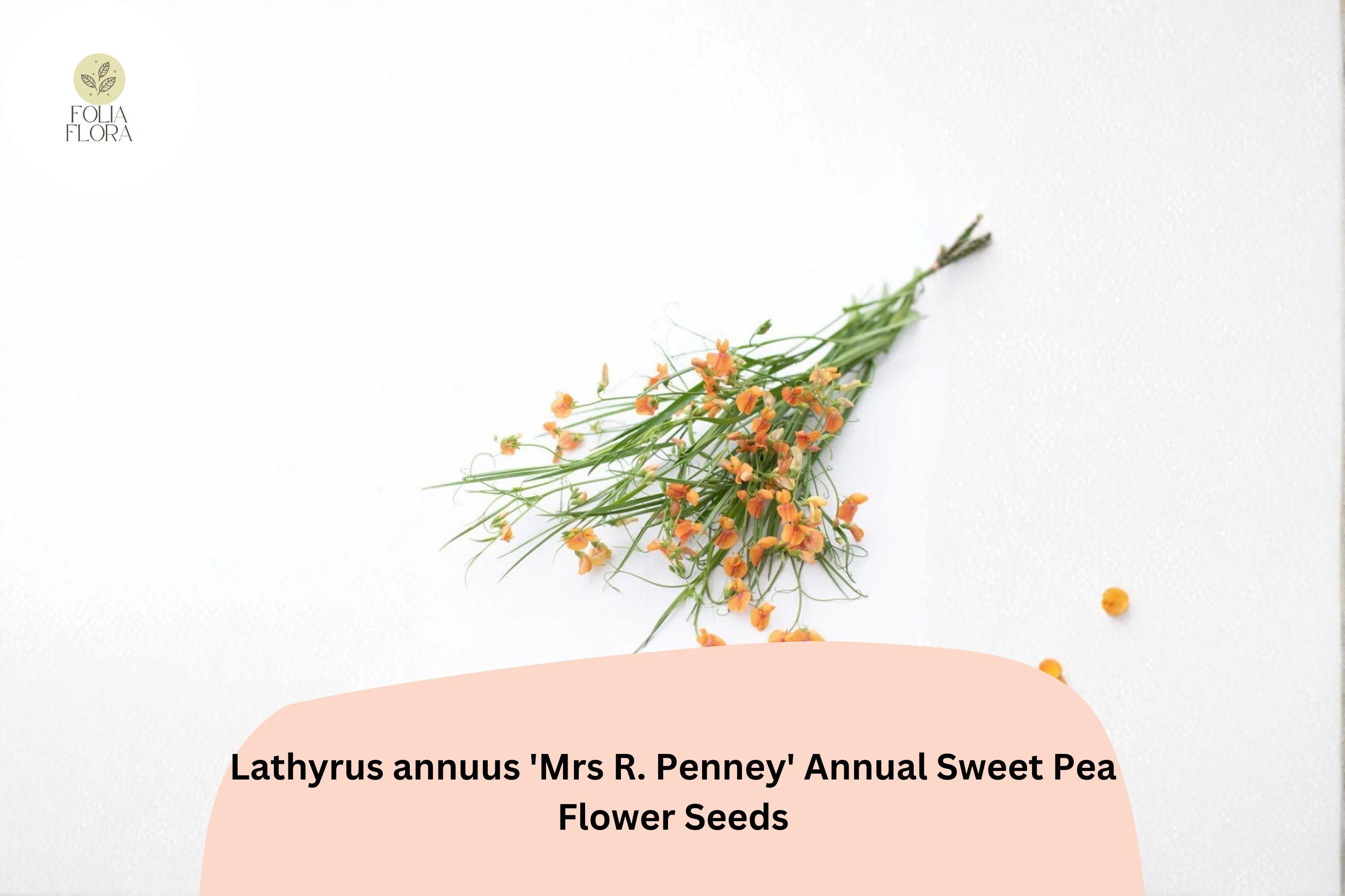 Mrs R. Penney Sweet Pea Seeds | Pastel Cottage Garden Flowers