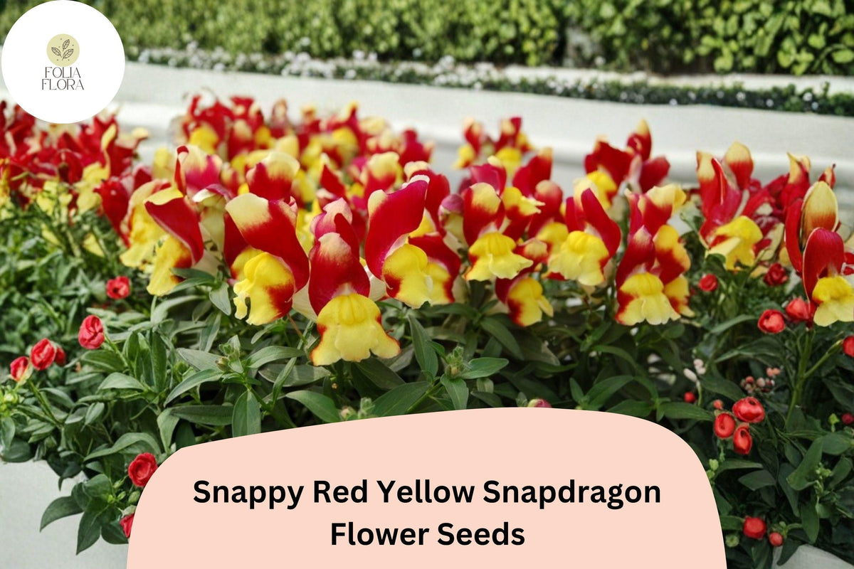 1000+ Snappy Red Yellow Snapdragon Seeds | Antirrhinum majus | Bicolor Garden Flowers for Beds & Pots