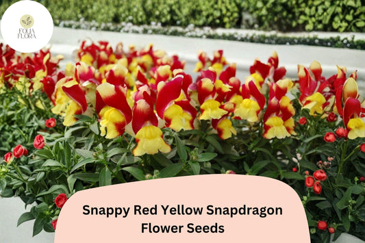1000+ Snappy Red Yellow Snapdragon Seeds | Antirrhinum majus | Bicolor Garden Flowers for Beds & Pots