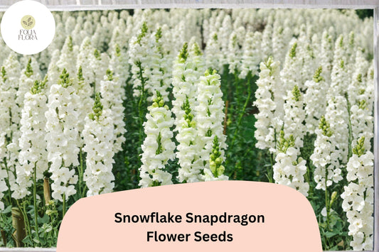1000+ Snowflake Snapdragon Seeds | Antirrhinum majus | Pure White Garden Flowers for Beds, Borders & Pots