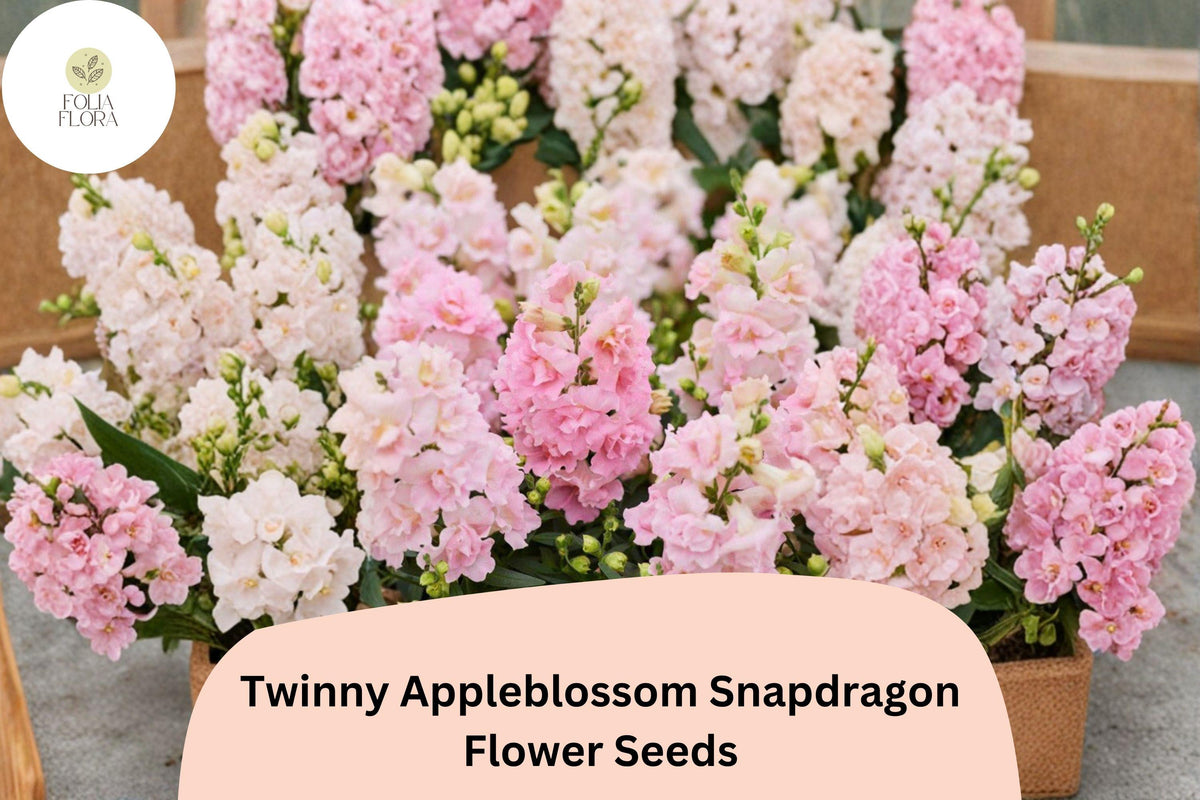 1000+ Twinny Appleblossom Snapdragon Seeds | Antirrhinum majus | Soft Pink & Cream Double Blooms