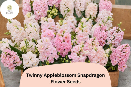 1000+ Twinny Appleblossom Snapdragon Seeds | Antirrhinum majus | Soft Pink & Cream Double Blooms