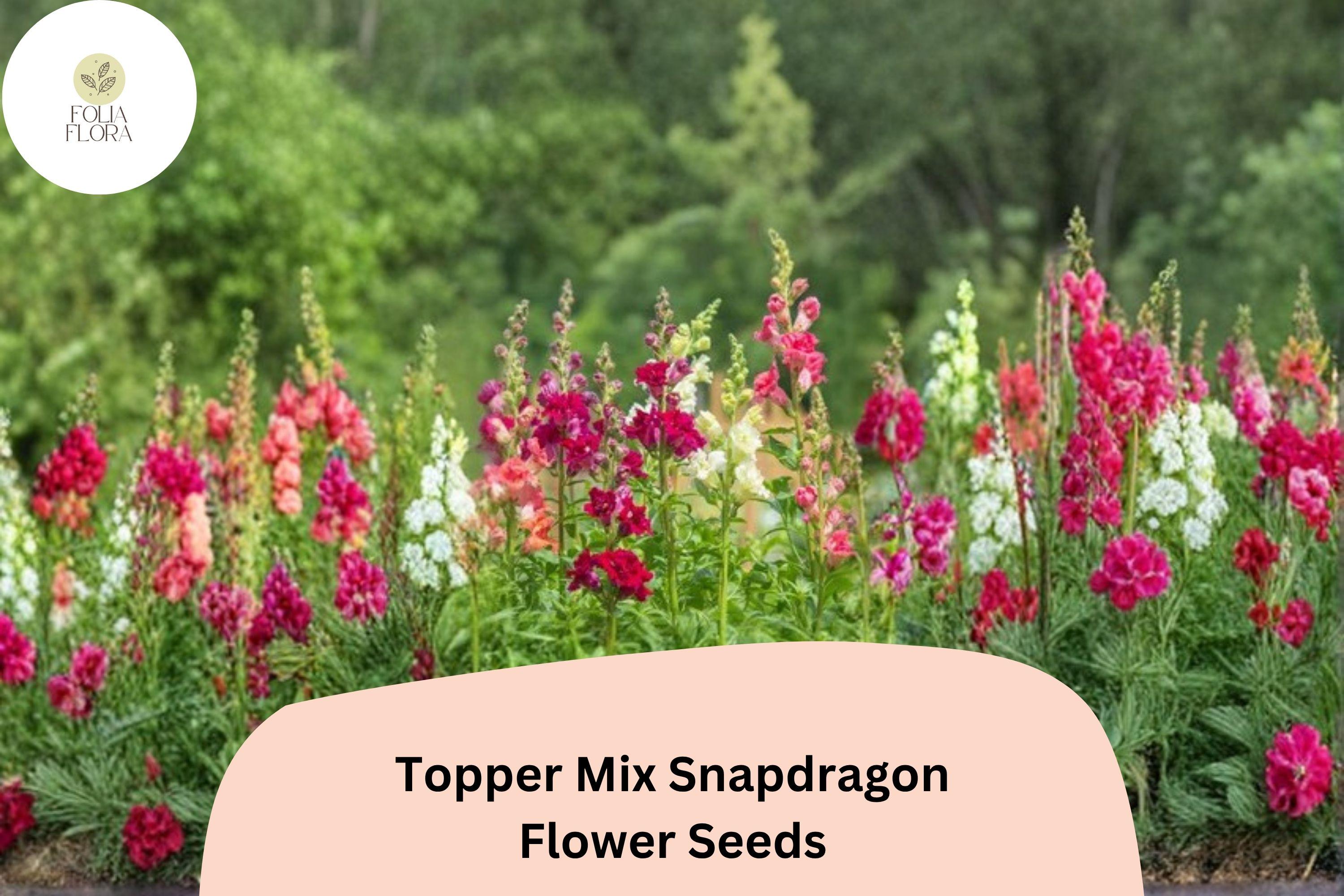 1000+ Topper Mix Snapdragon Seeds | Antirrhinum majus | Tall Colorful Blooms for Borders & Cut Flowers