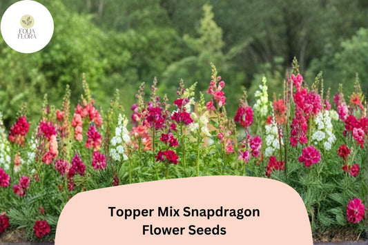 1000+ Topper Mix Snapdragon Seeds | Antirrhinum majus | Tall Colorful Blooms for Borders & Cut Flowers