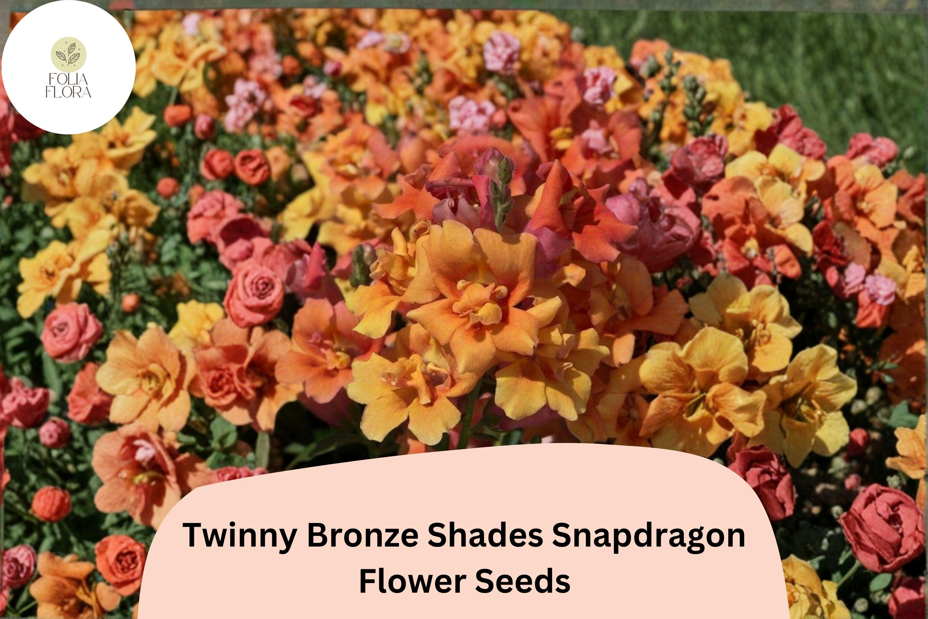 Twinny Bronze Shades Snapdragon Seeds | Double Bloom, Peach Tones