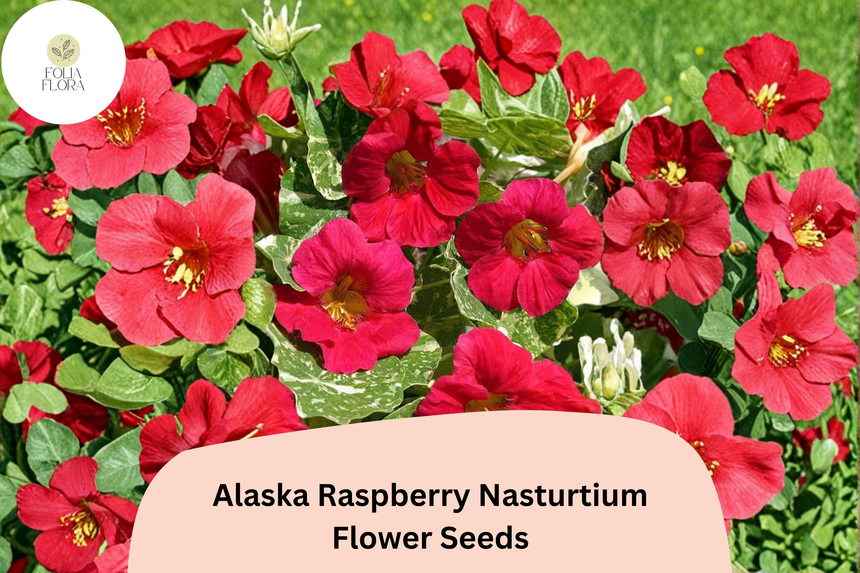 50+ Alaska Raspberry Nasturtium Seeds | Tropaeolum majus | Bright Raspberry Flowers & Variegated Foliage