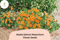 50+ Alaska Salmon Nasturtium Seeds | Tropaeolum majus | Salmon Orange Flowers & Variegated Foliage