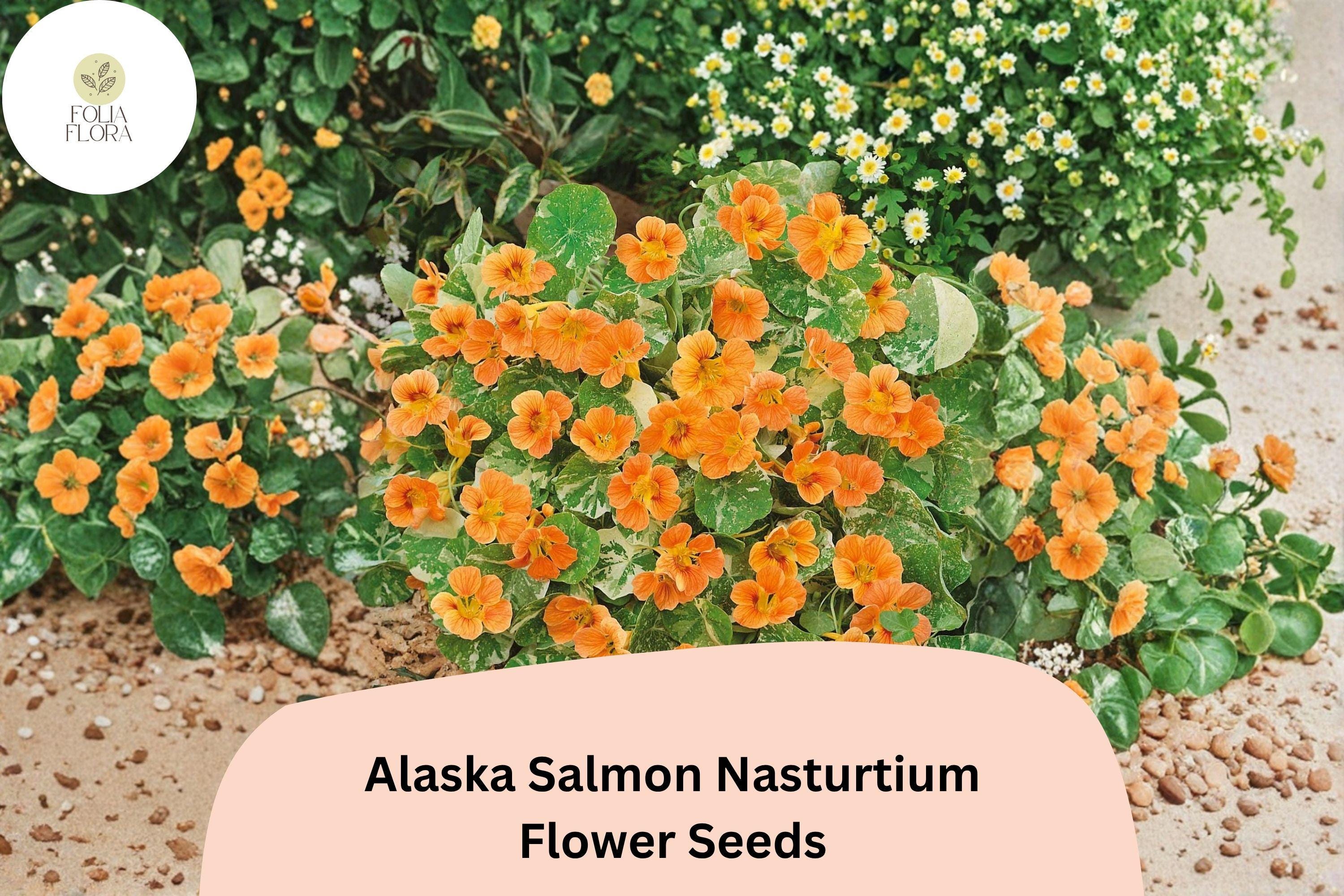 50+ Alaska Salmon Nasturtium Seeds | Tropaeolum majus | Salmon Orange Flowers & Variegated Foliage