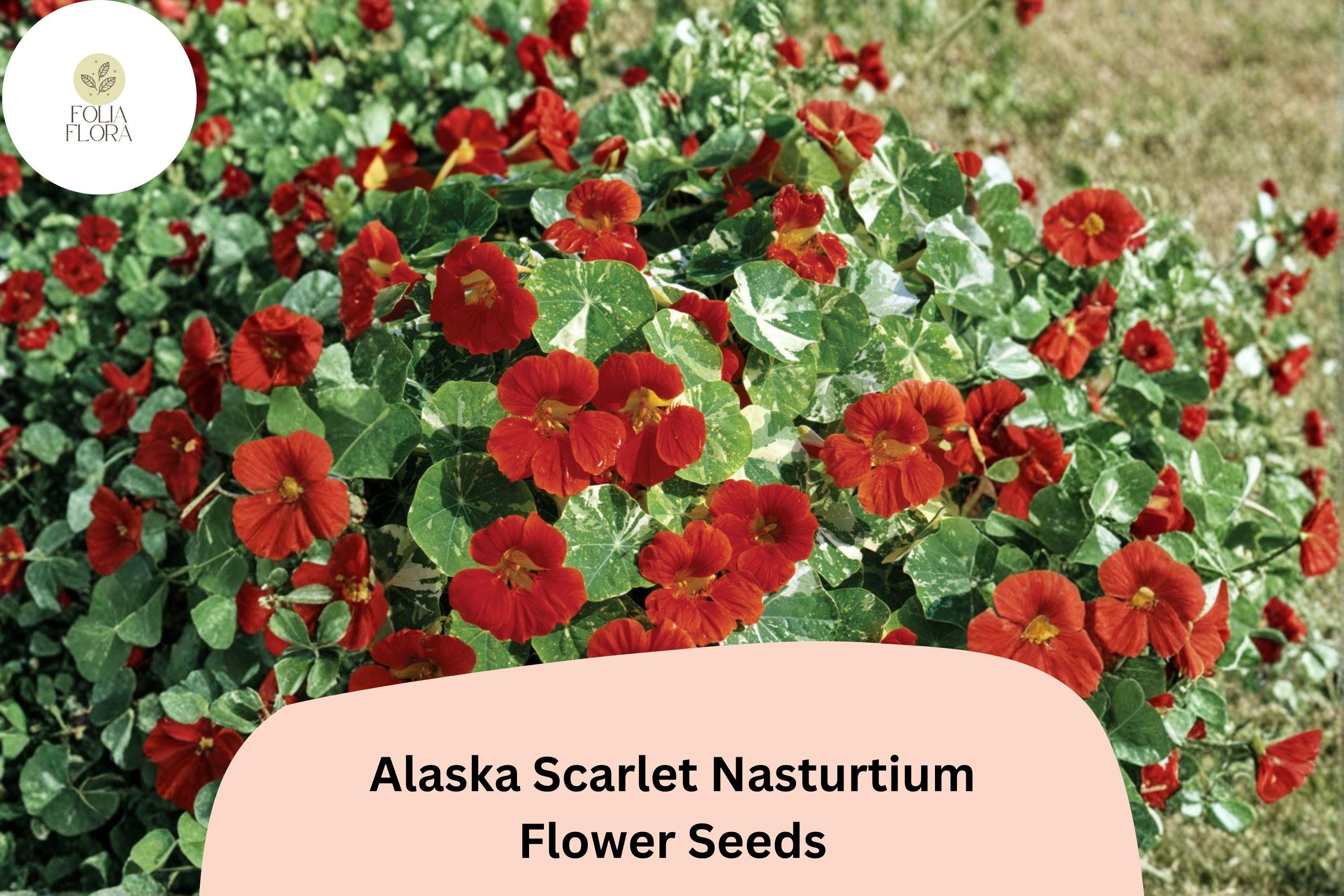 50+ Alaska Scarlet Nasturtium Seeds | Tropaeolum majus | Scarlet Red Flowers & Variegated Foliage