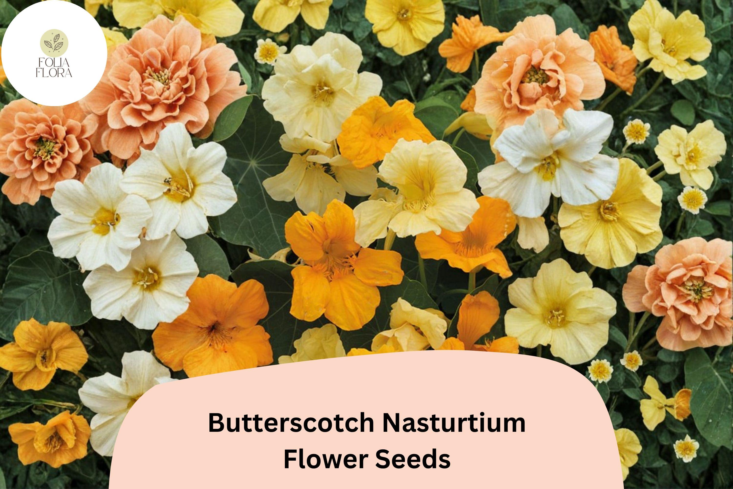 50+ Butterscotch Nasturtium Seeds | Tropaeolum majus | Warm Butterscotch Yellow Blooms | Garden Beds, Borders & Containers