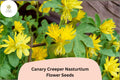 50+ Canary Creeper Nasturtium Seeds | Tropaeolum peregrinum | Yellow Climbing Vine Flower