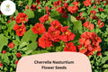 50+ Cherrelle Nasturtium Seeds | Tropaeolum majus | Red-Orange Bicolor Blooms
