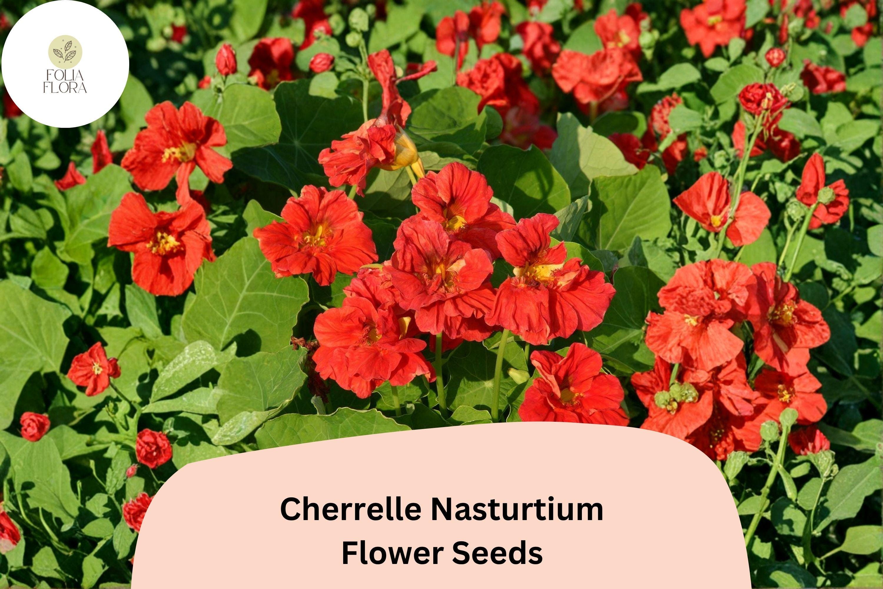 50+ Cherrelle Nasturtium Seeds | Tropaeolum majus | Red-Orange Bicolor Blooms