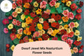 50+ Dwarf Jewel Mix Nasturtium Seeds | Tropaeolum majus | Colorful Compact Blooms