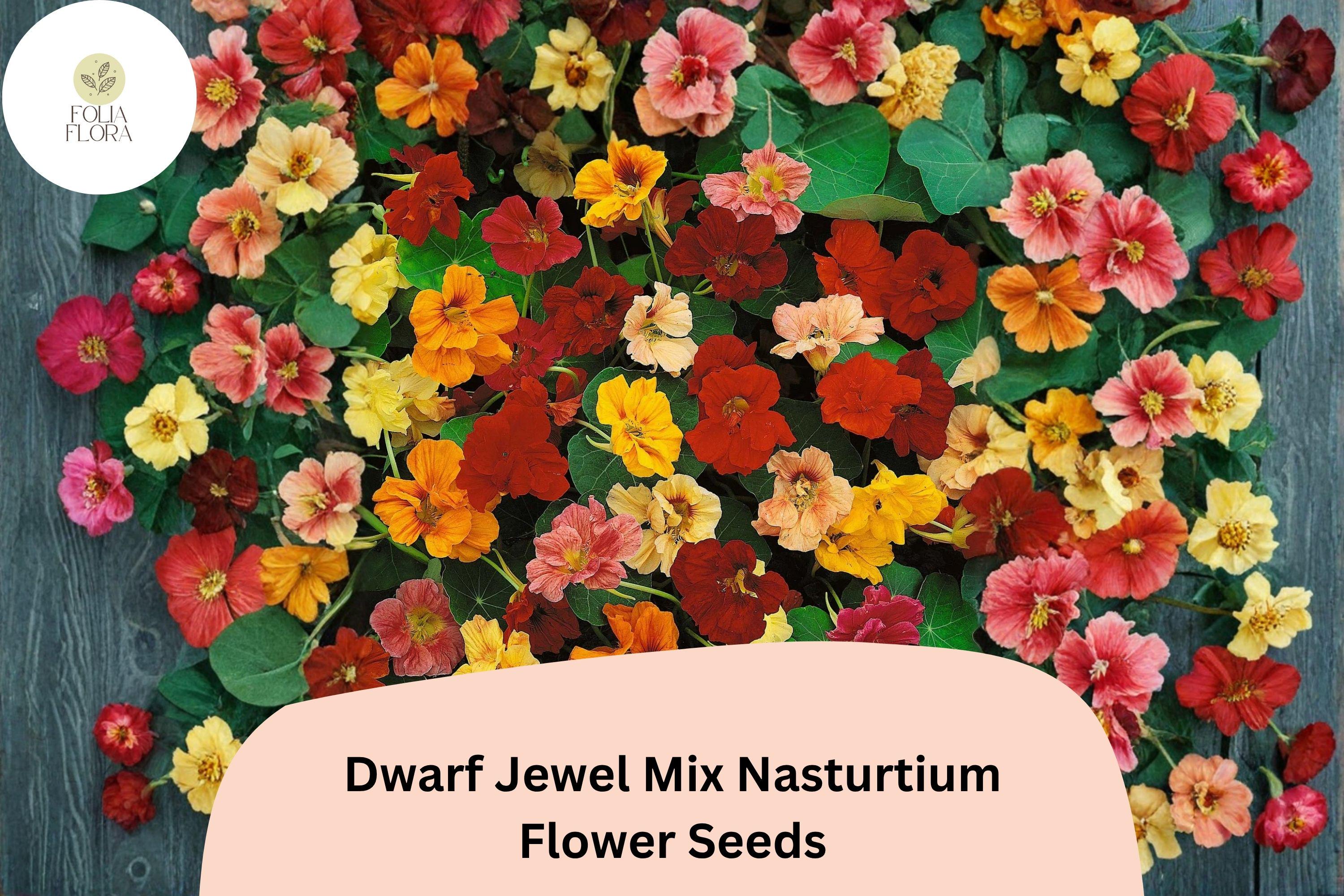 50+ Dwarf Jewel Mix Nasturtium Seeds | Tropaeolum majus | Colorful Compact Blooms