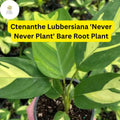 Ctenanthe lubbersiana â€˜Never Never Plantâ€™ | 1 Bare Root Live Variegated Houseplant | Easy Care Indoor Plant