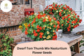 50+ Dwarf Tom Thumb Mix Nasturtium Seeds | Tropaeolum majus | Compact Colorful Annual